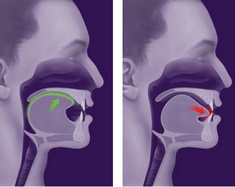 The Functional Activator for Nasal Breathing – Shop - Posturepro